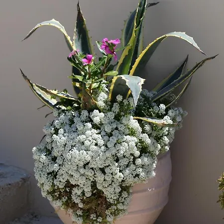 Santa Barbara Lakis Lejlighedshotel Perivólion